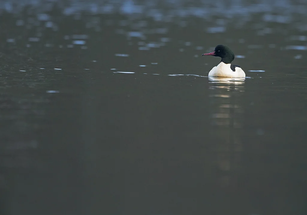 goosander10.jpg