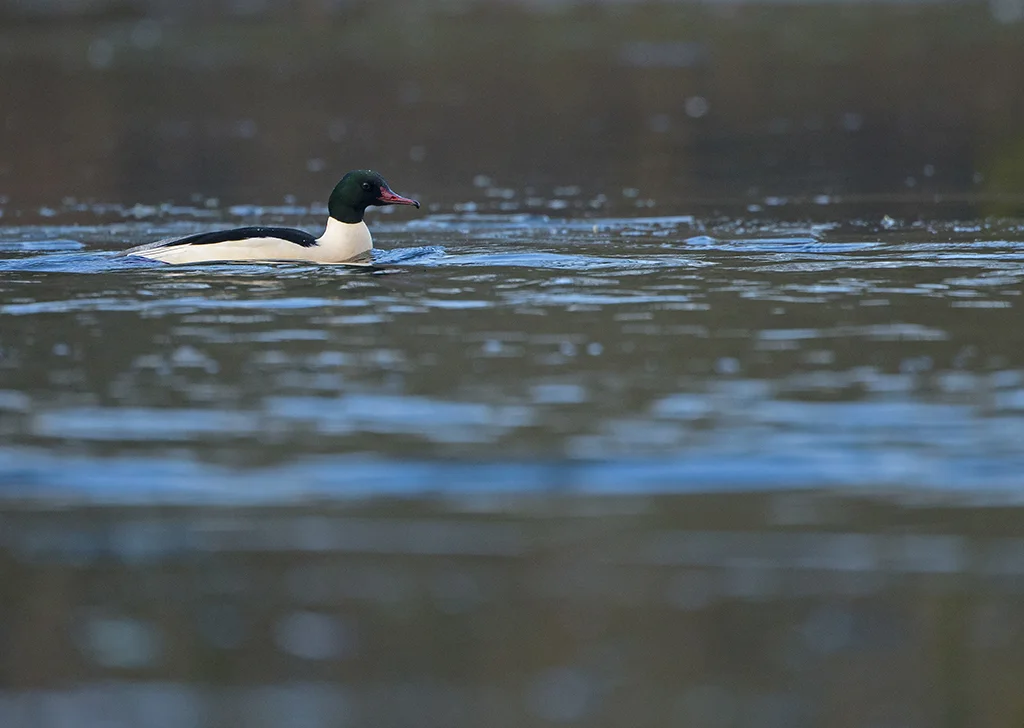 goosander9.jpg