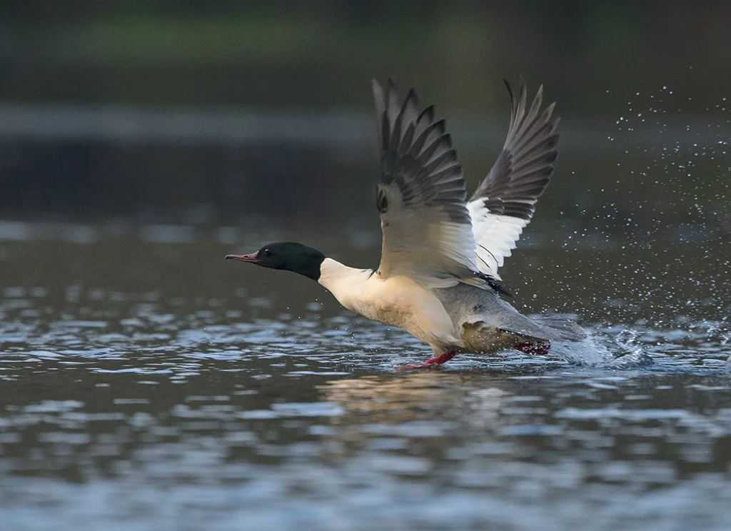 goosander7.jpg