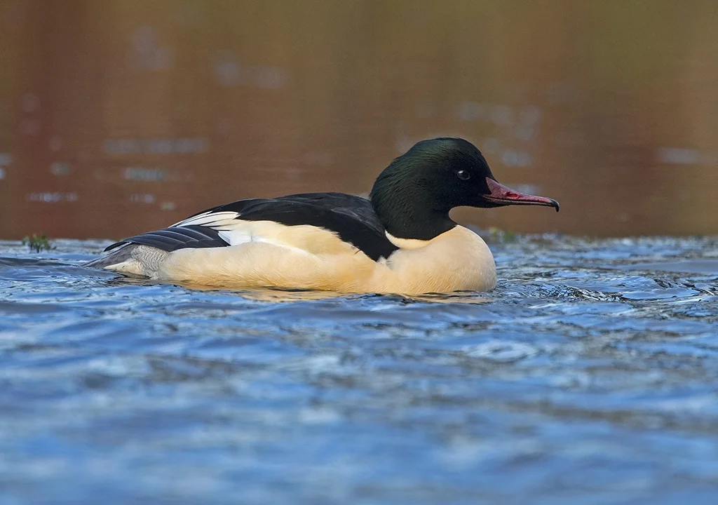 goosander3.jpg