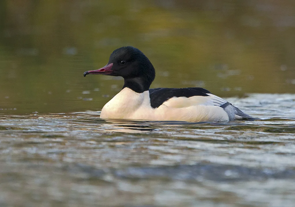 goosander11.jpg
