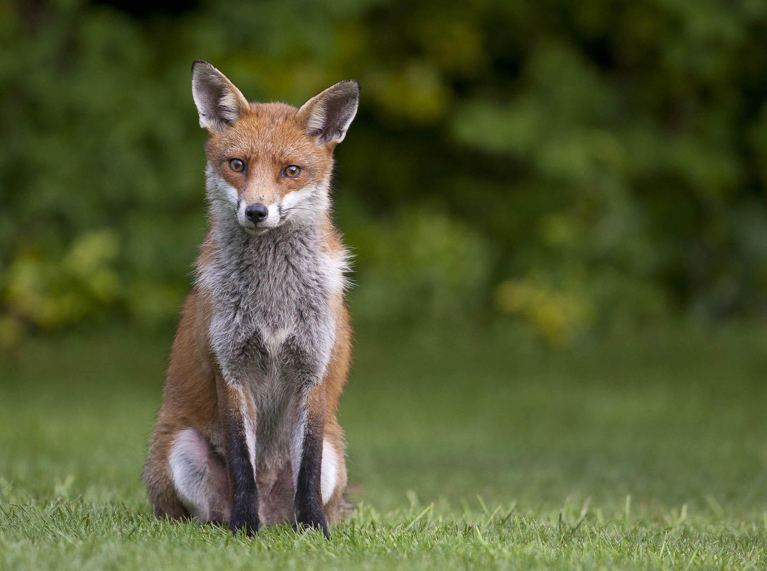 fox7.jpg