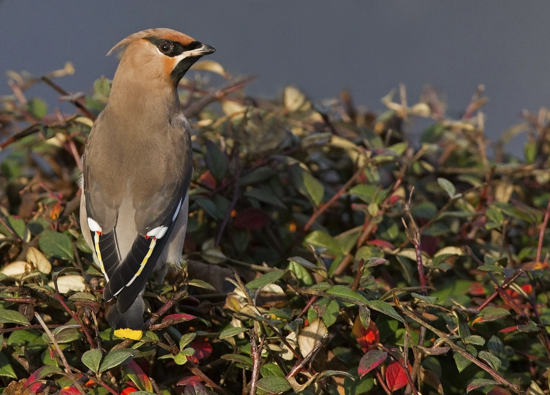 Bohemian Waxwing (Bombycilla garrulus)