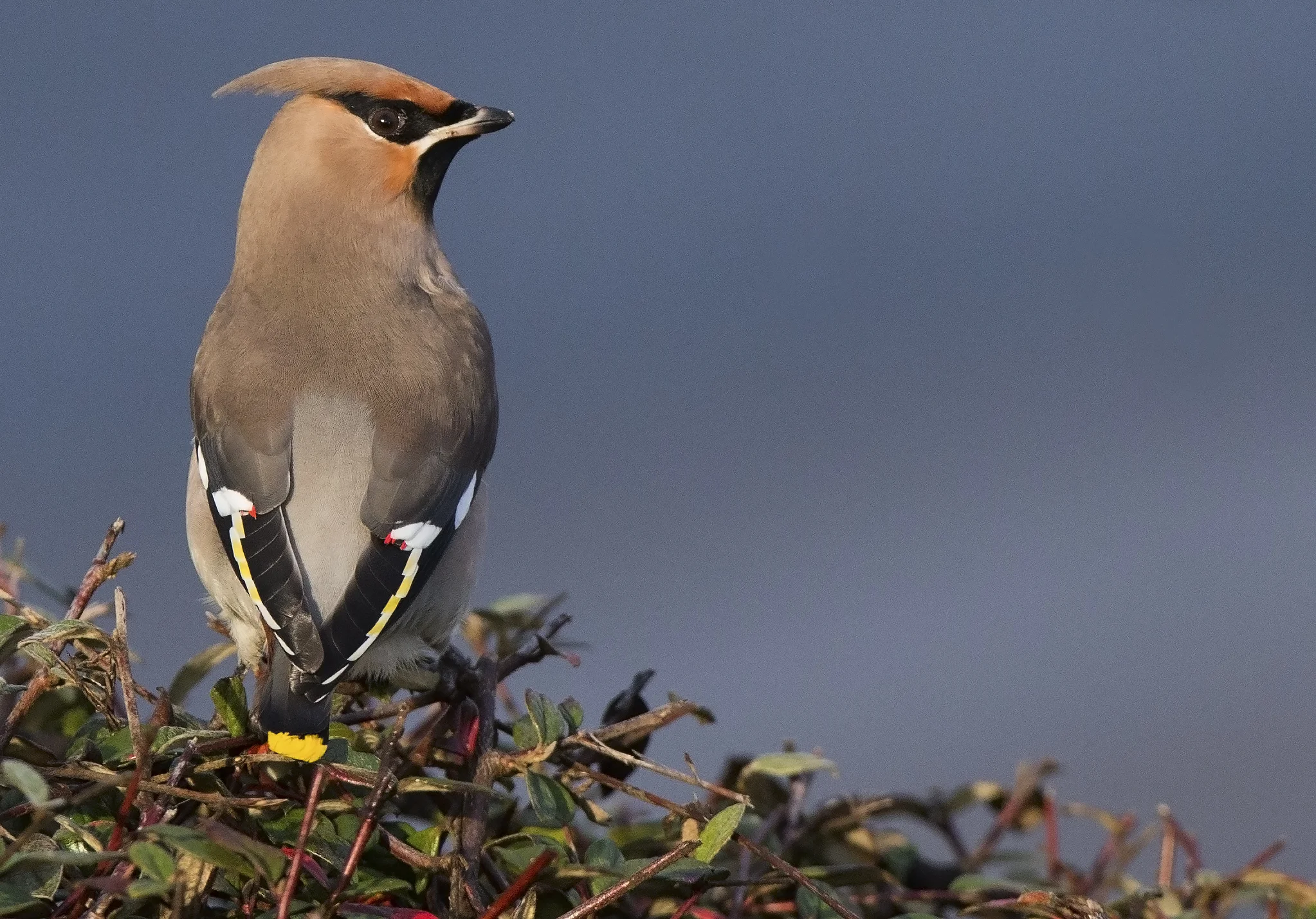 Bohemian Waxwing (Bombycilla garrulus)