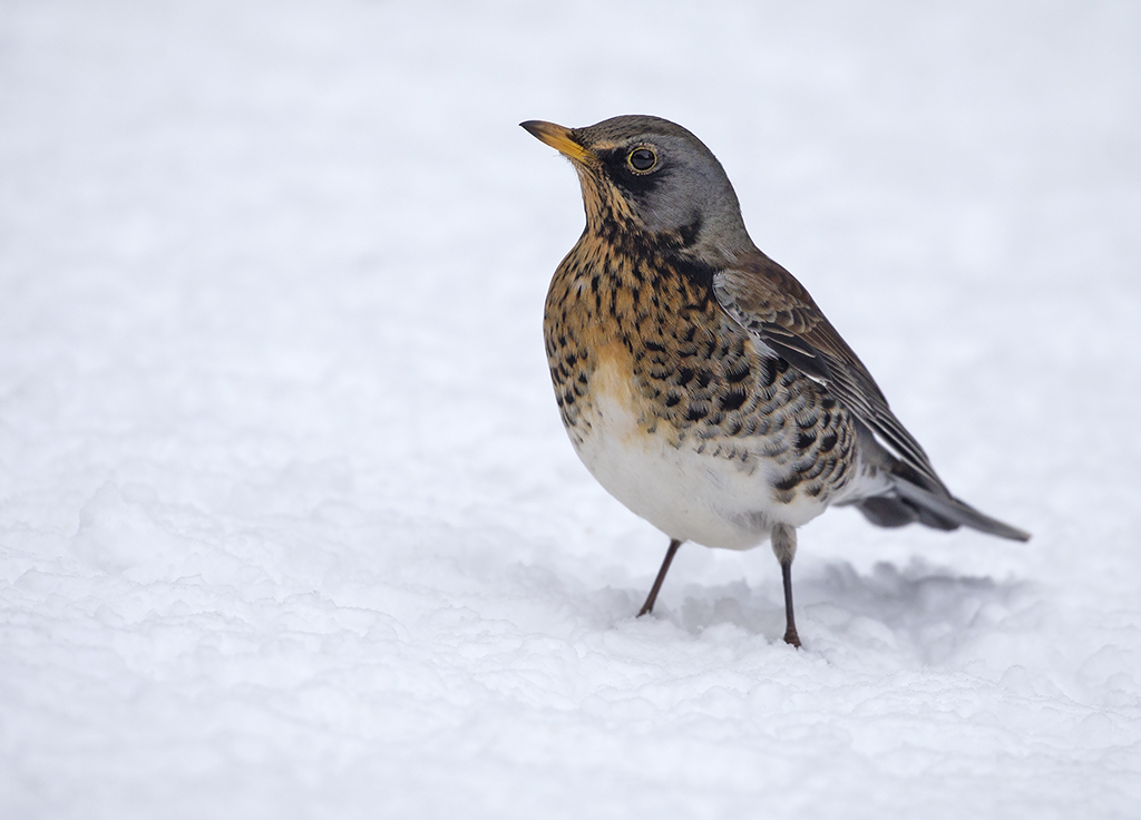 fieldfare4.jpg