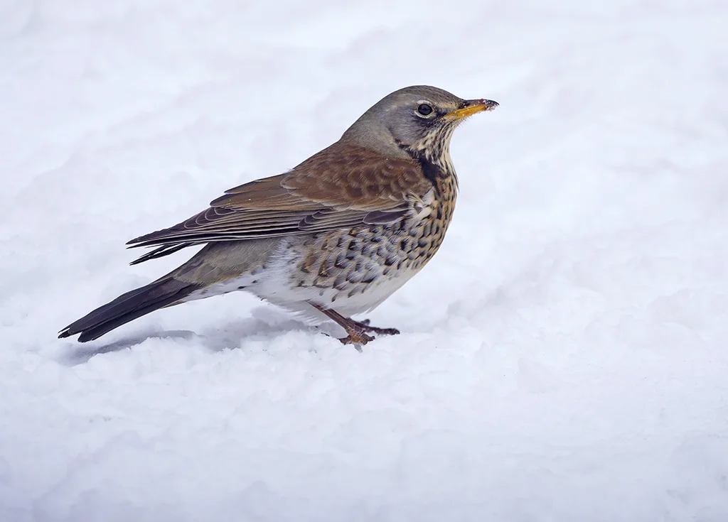 Fieldfare (Turdus pilaris)