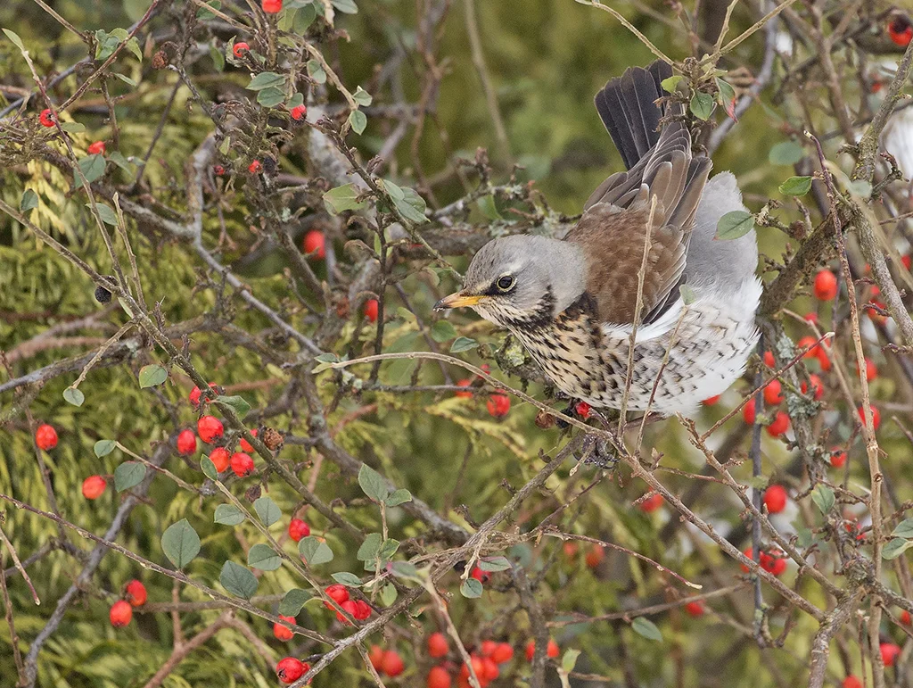 Fieldfare (Turdus pilaris)