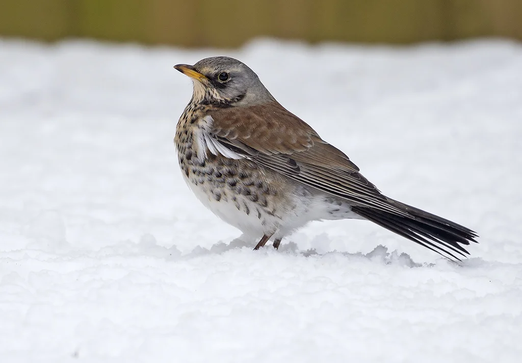 Fieldfare (Turdus pilaris)