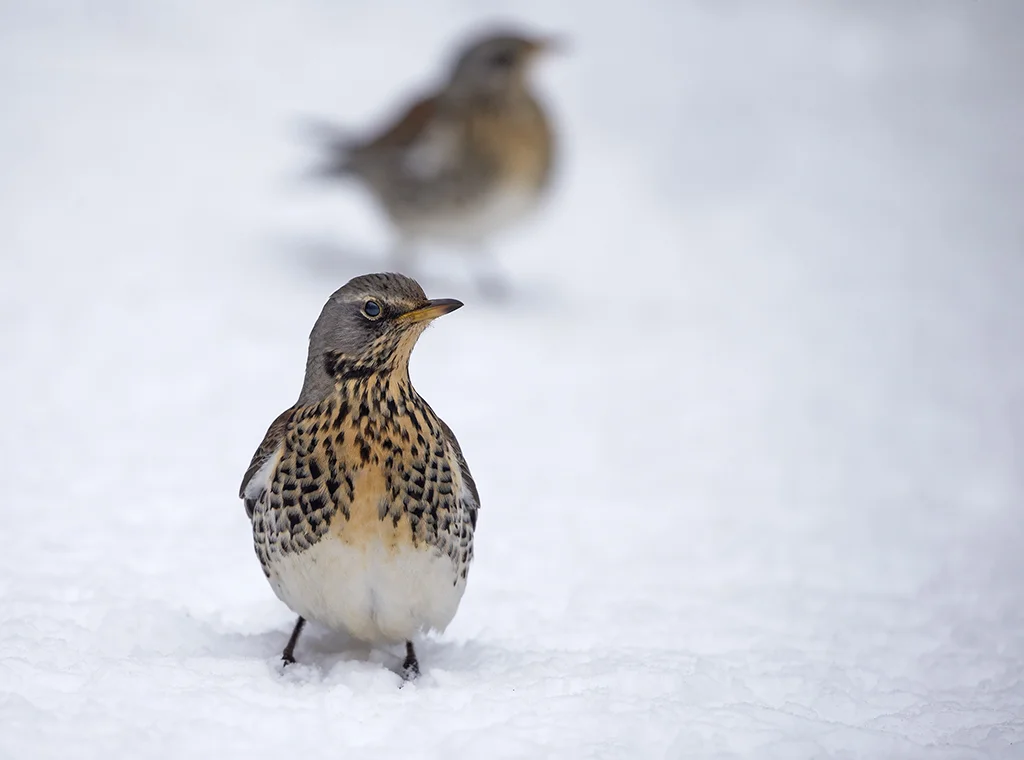 Fieldfare (Turdus pilaris)