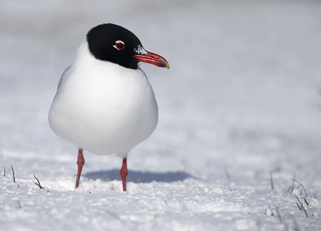 Mediterranean Gull (adult summer)