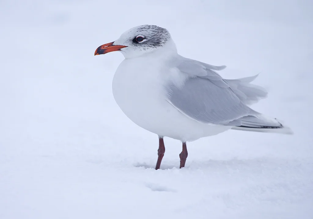 Mediterranean Gull (adult winter)