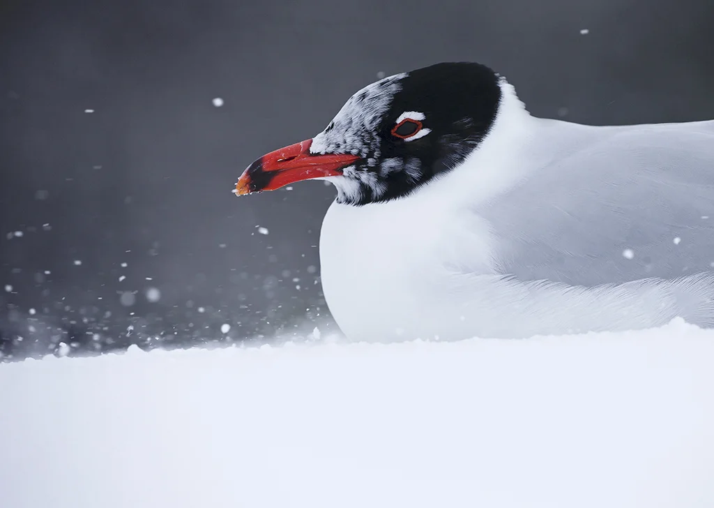 Mediterranean Gull (adult aproaching summer plumage)