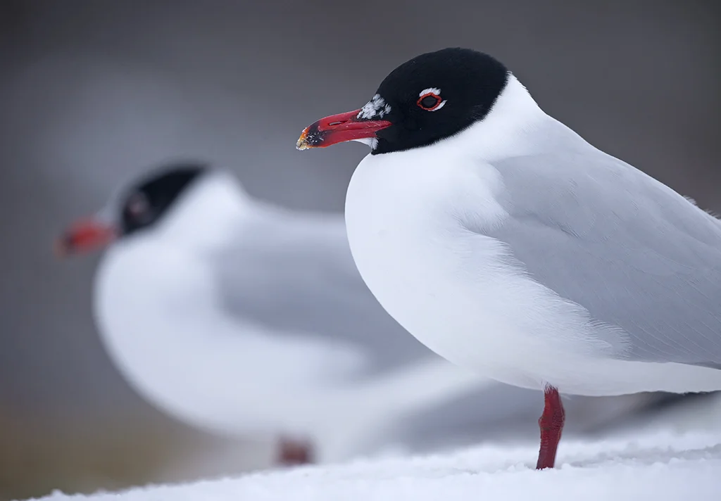 med_gull4.jpg