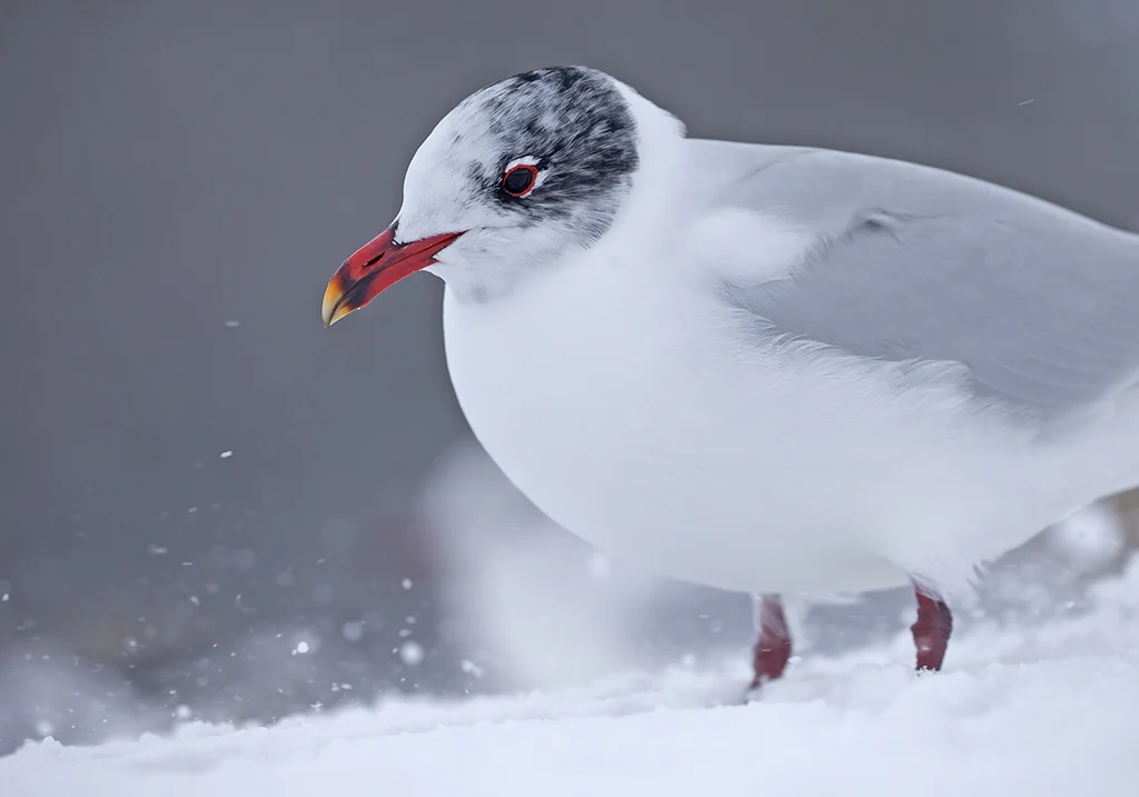 med_gull8.jpg