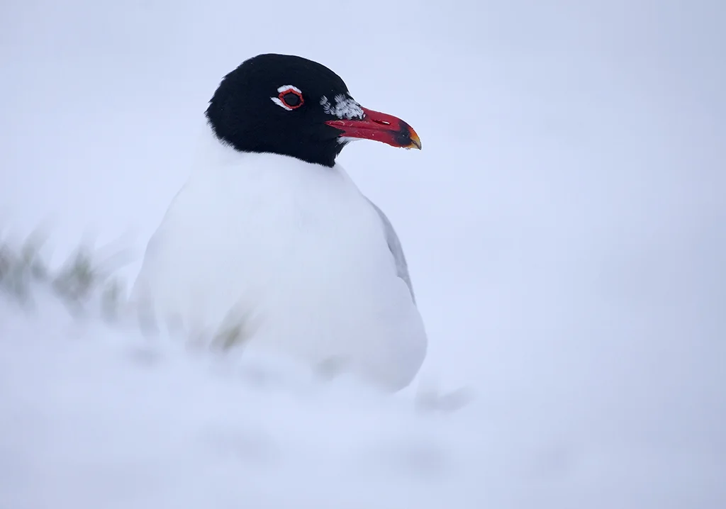 med_gull9.jpg