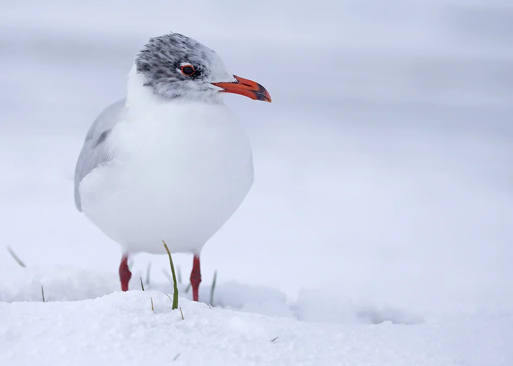 med_gull12.jpg