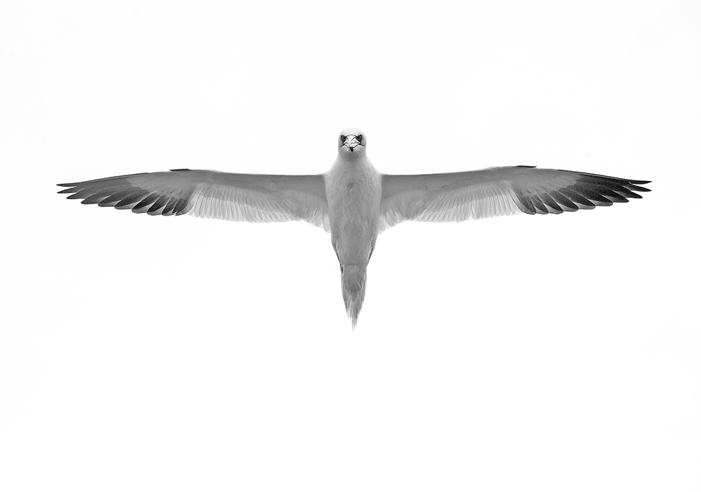 Northern Gannet