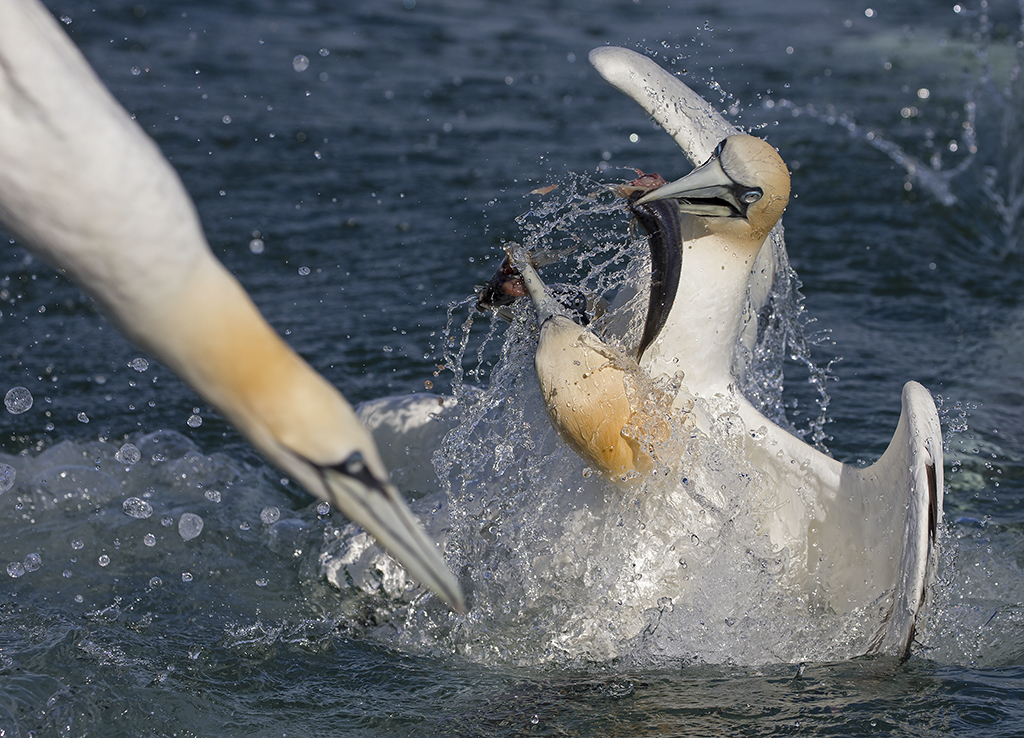 gannet2 copy.jpg