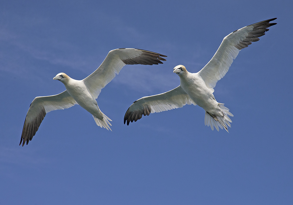 gannet3 (1) copy.jpg