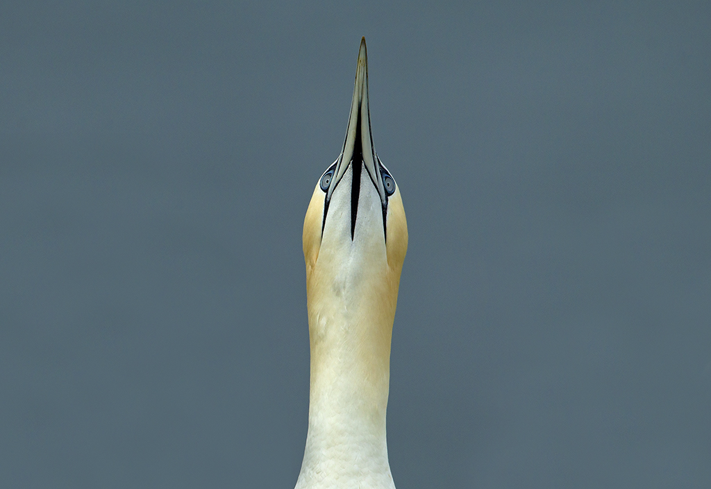 gannet3 (1).jpg