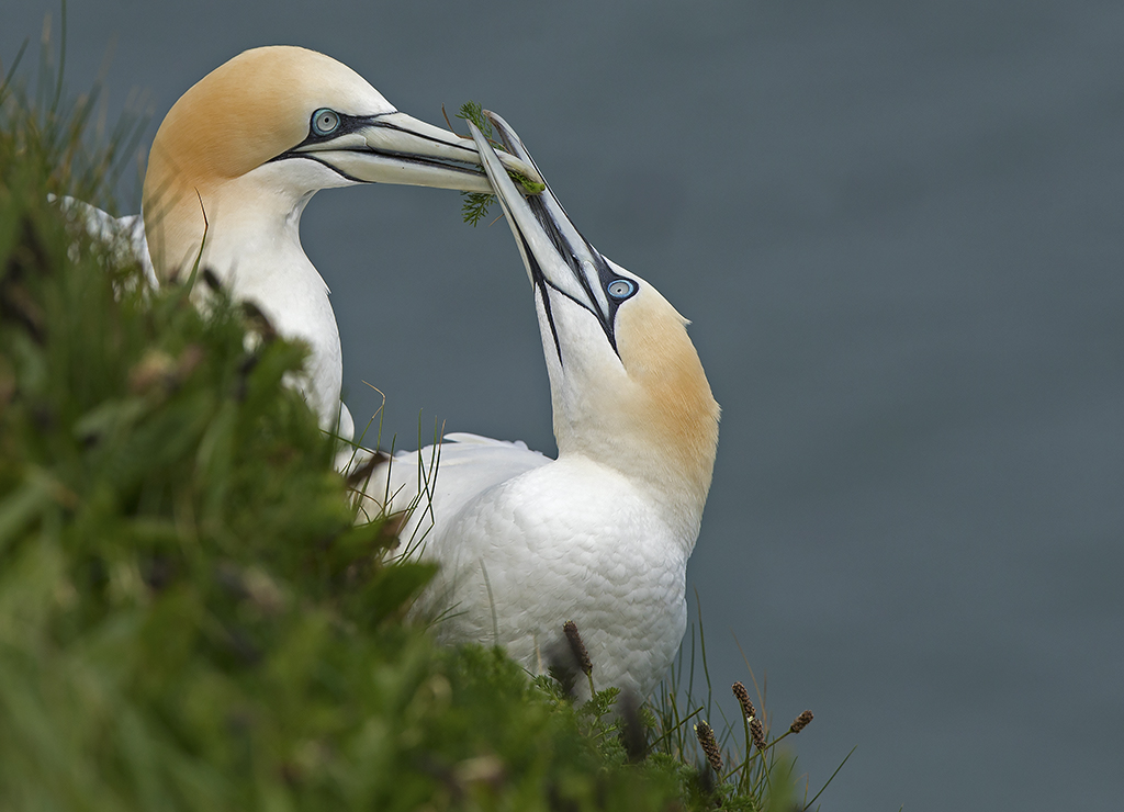 gannet3.jpg