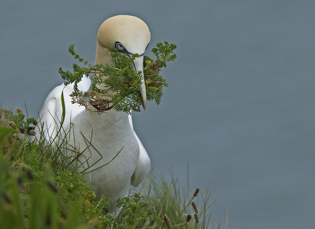 gannet4.jpg