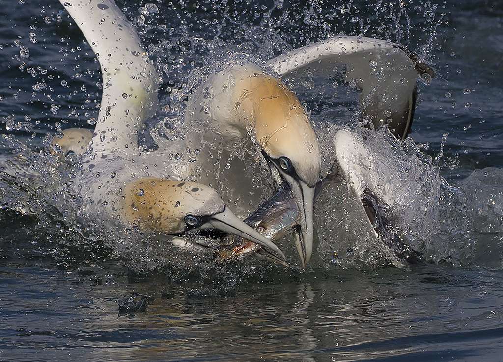 gannet5.jpg