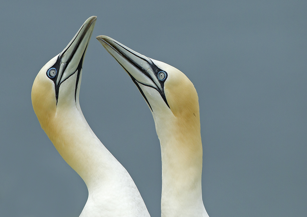 gannets1 (2).jpg