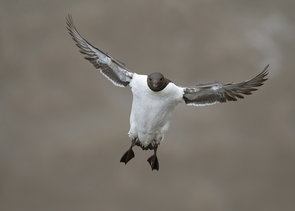 guillemot3.jpg