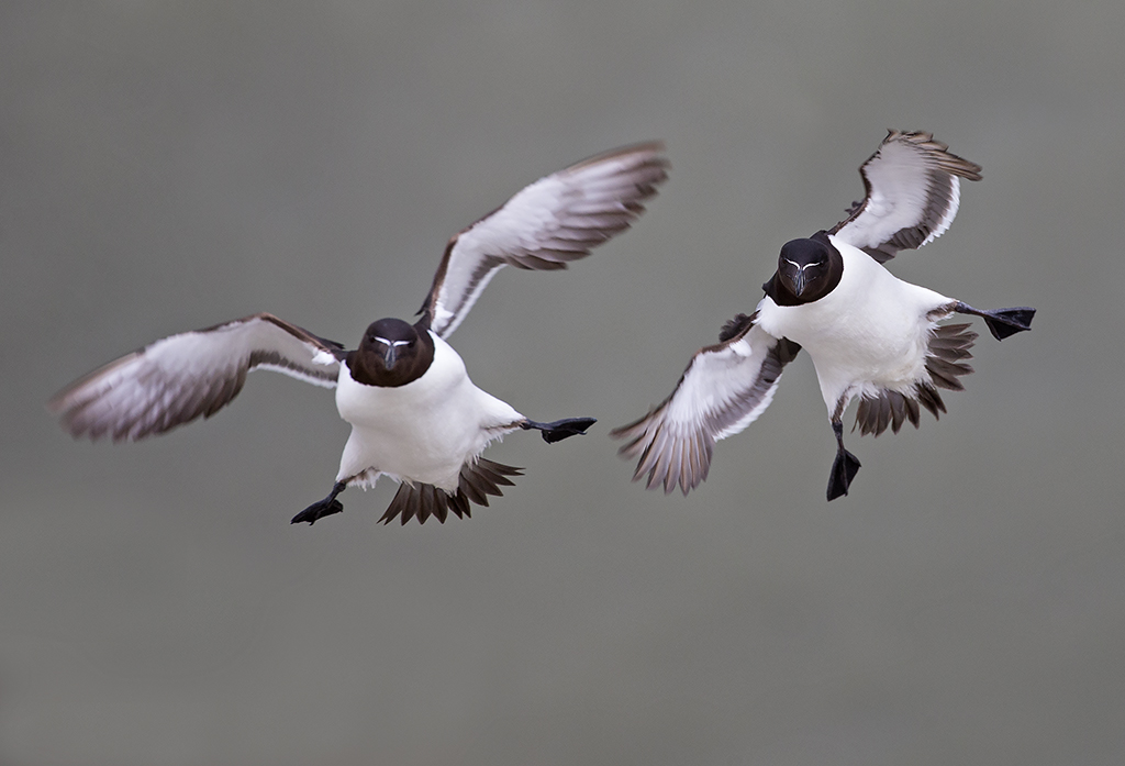 razorbill1.jpg