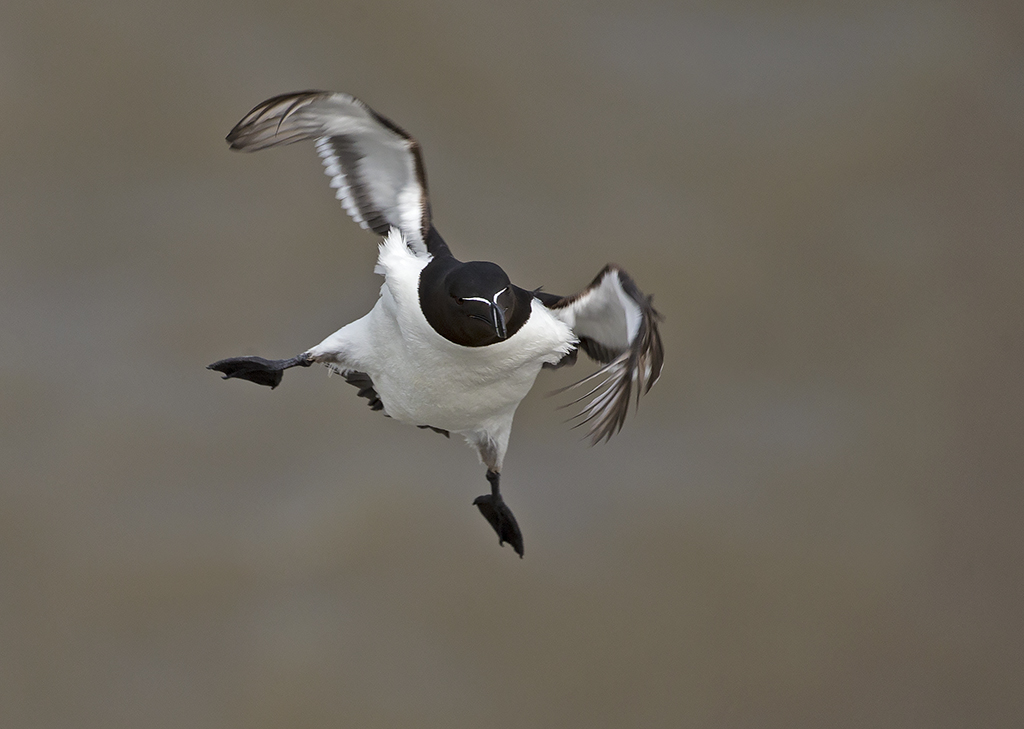 razorbill2 (1).jpg