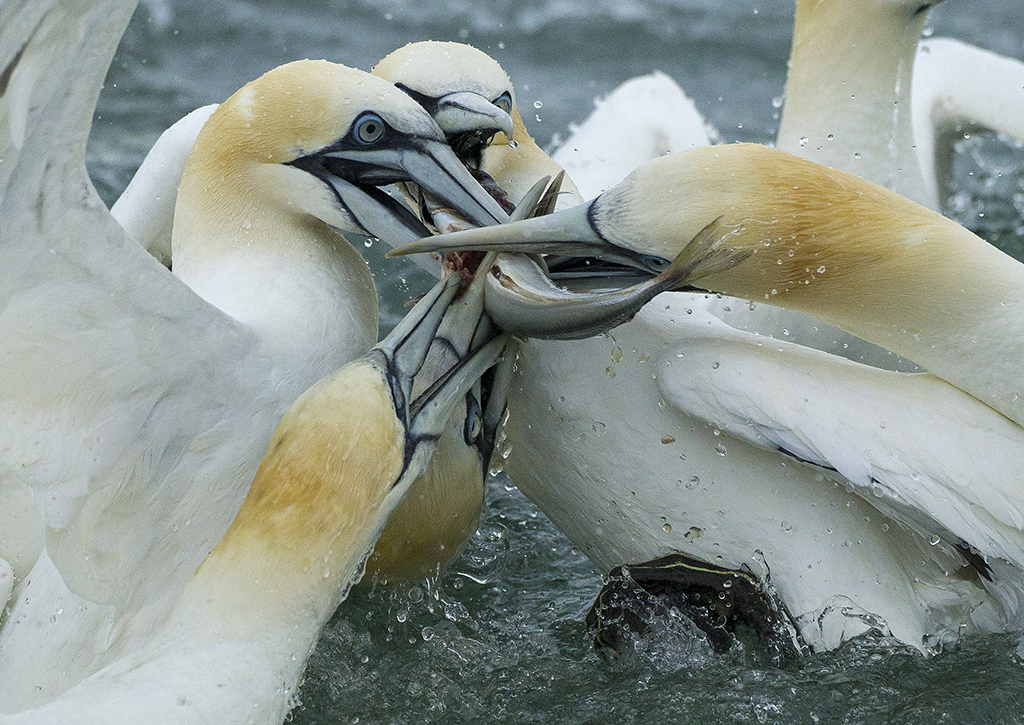 gannets1.jpg