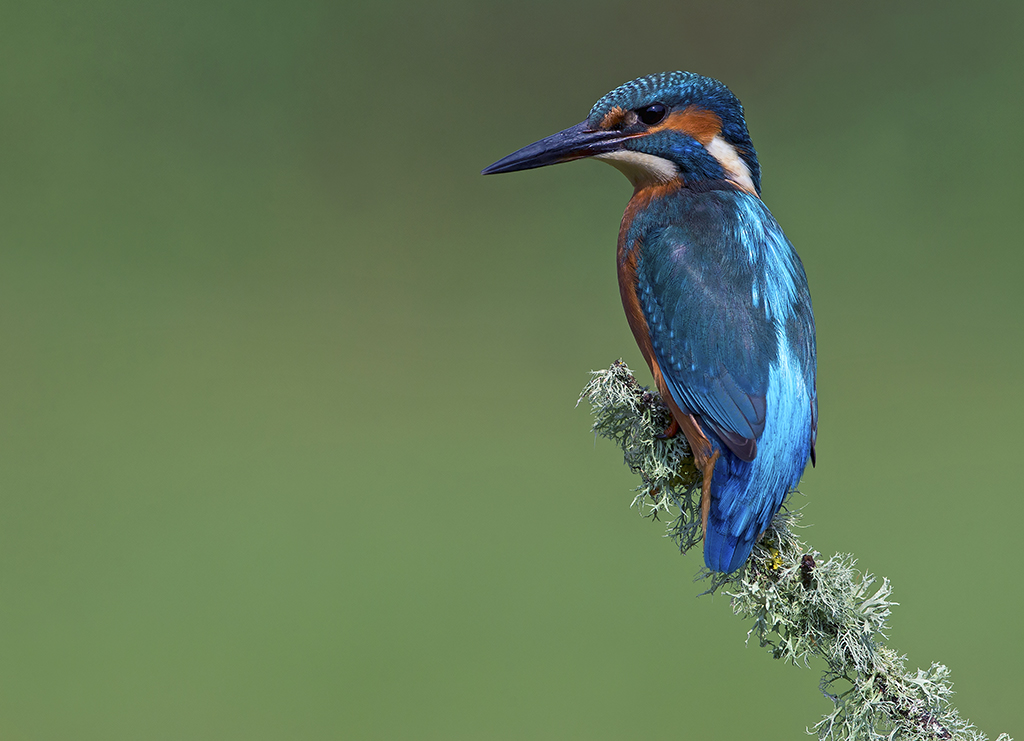 kingfisher1.jpg