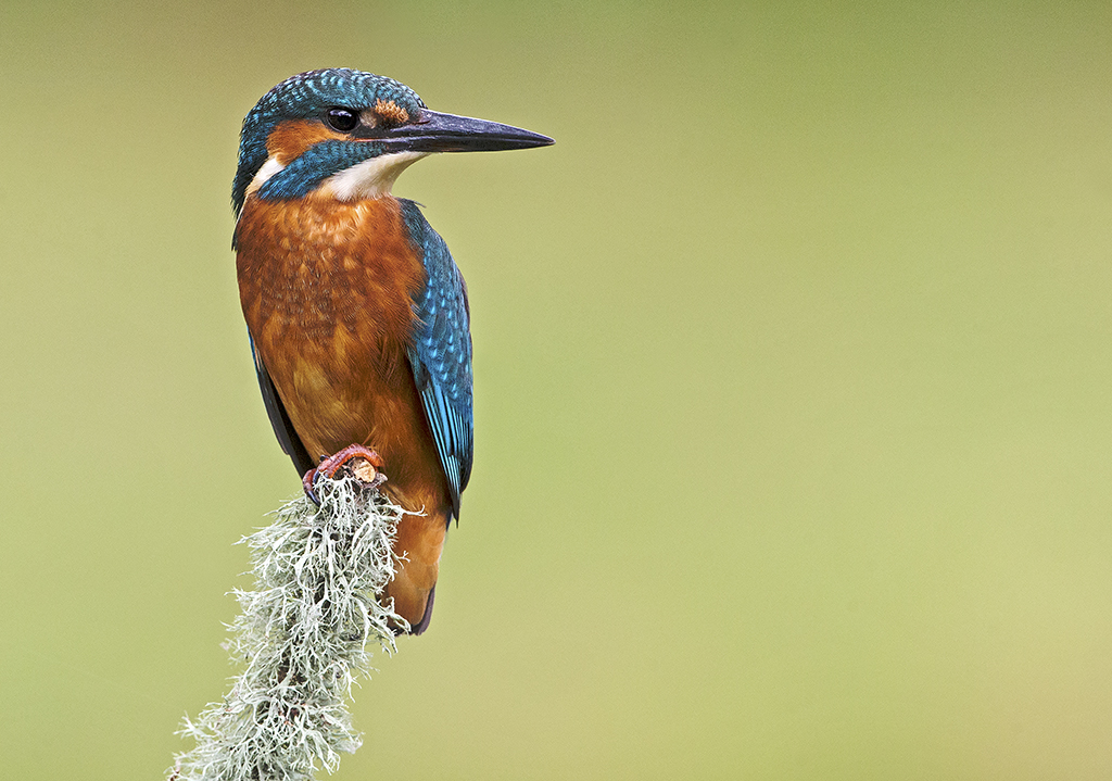 kingfisher2.jpg