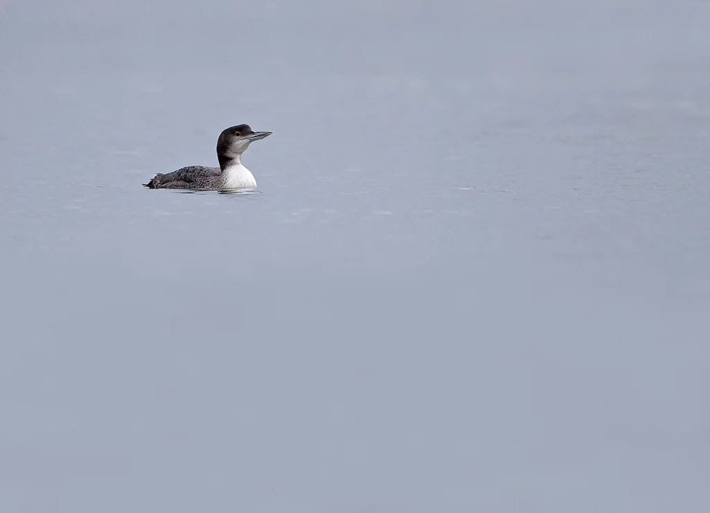 gnd5.jpg