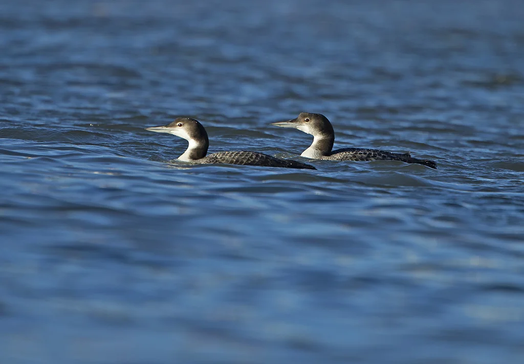 gnd4 (1).jpg