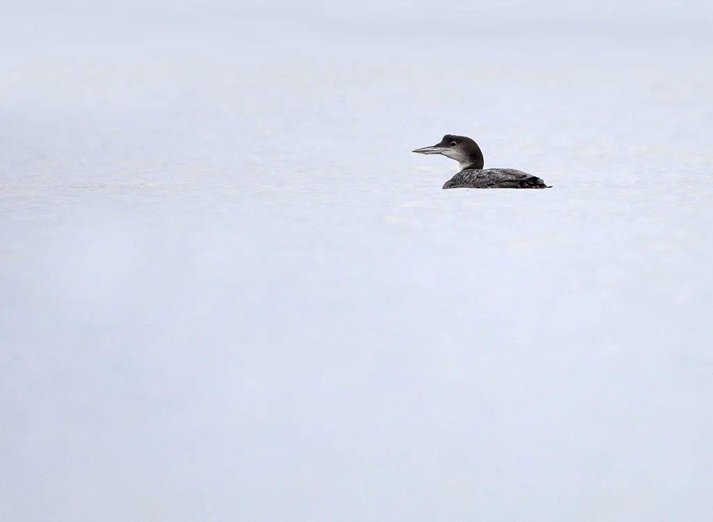 gnd6.jpg