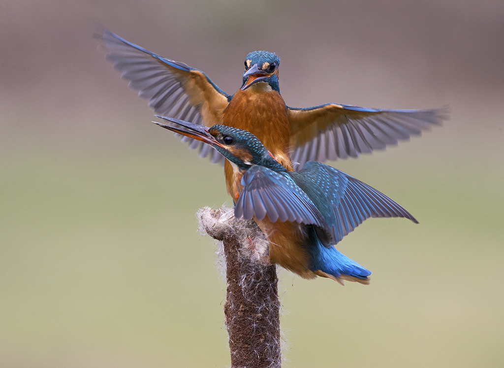 kingfisher9.jpg