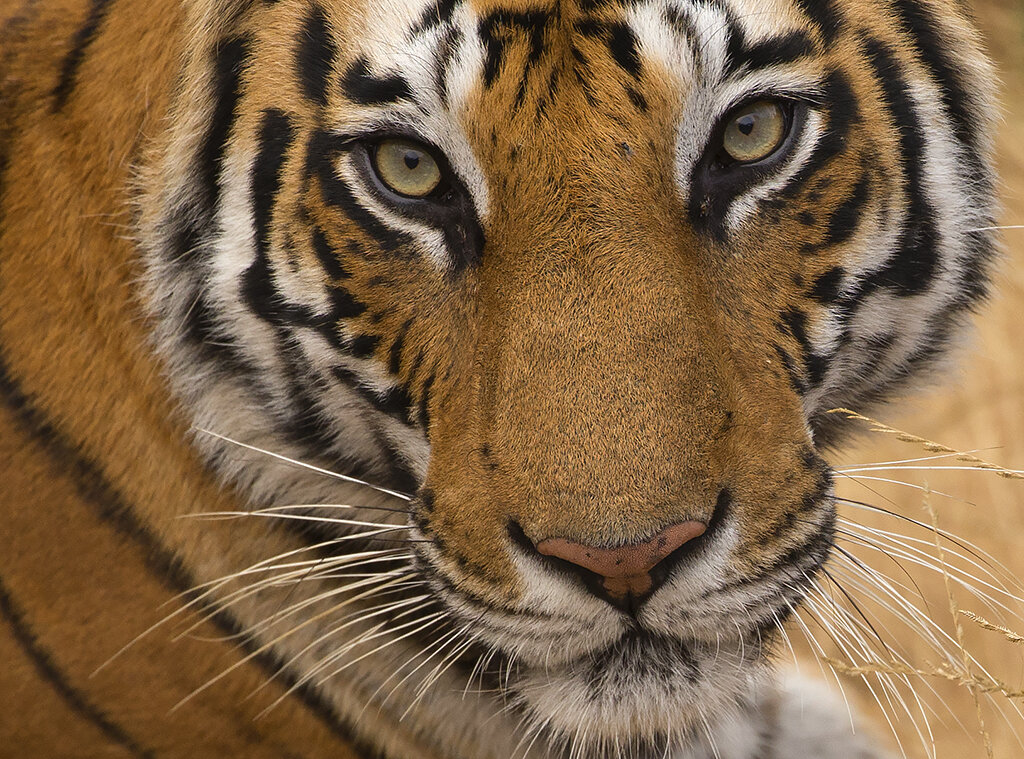 tiger8.jpg