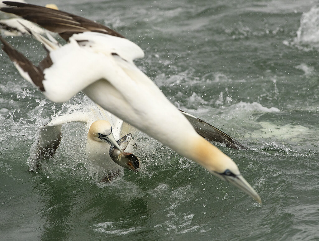 gannet1 copy 2.jpg