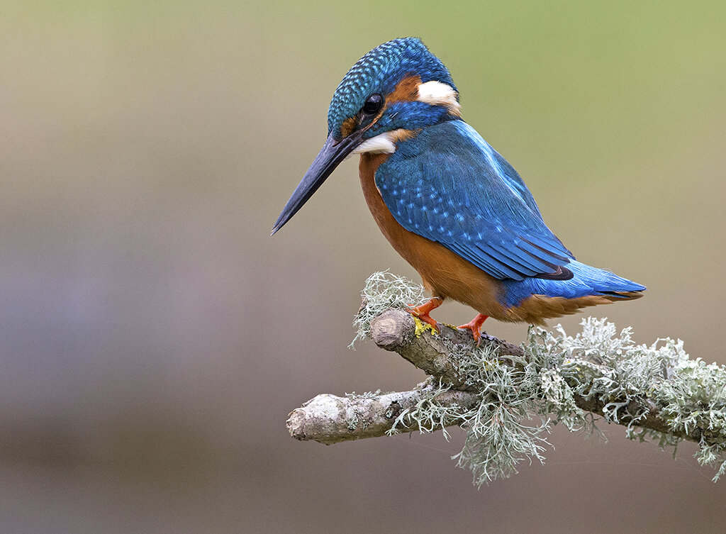 kingfisher1.jpg