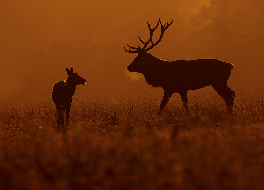 red_deer2.jpg