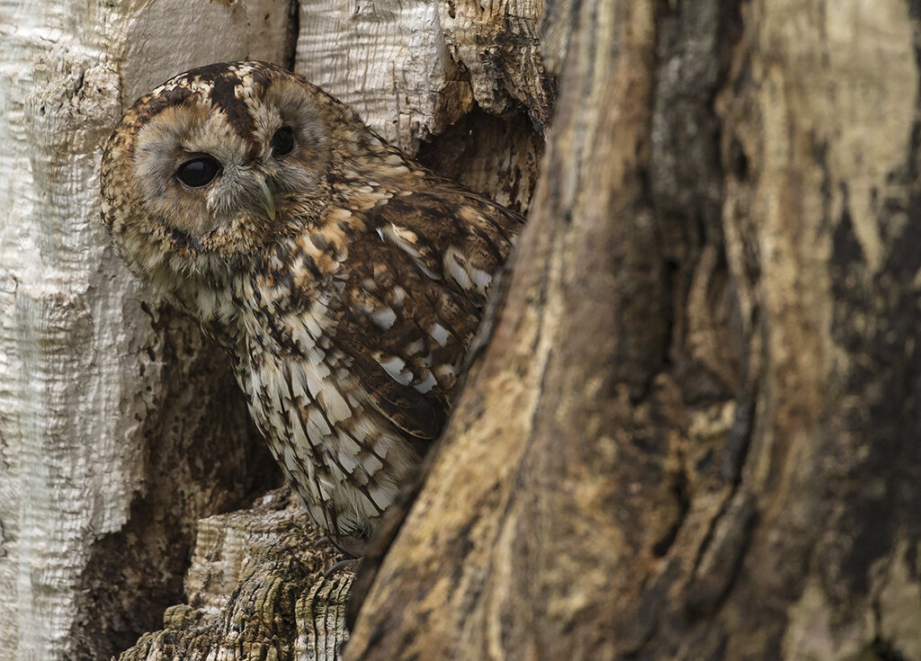 tawny_owl1.jpg