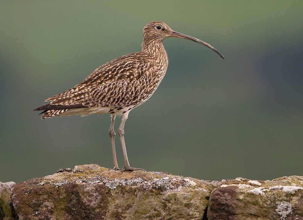 curlew3.jpg