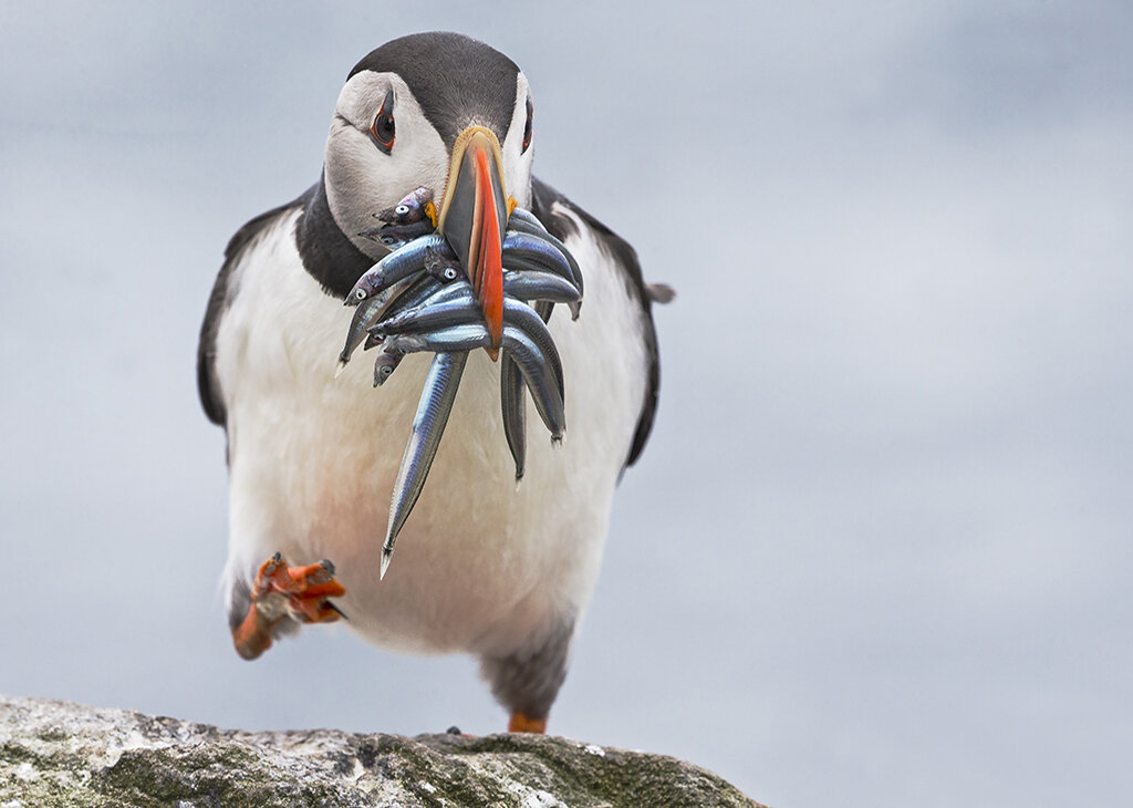 puffin.jpg