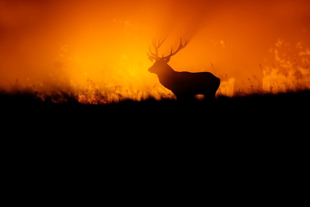 red_deer1.jpg