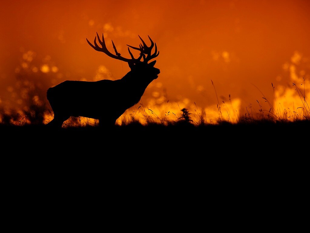 red_deer2.jpg