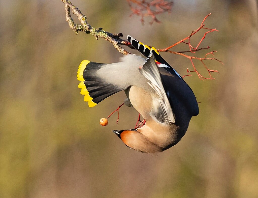 waxwing1.jpg