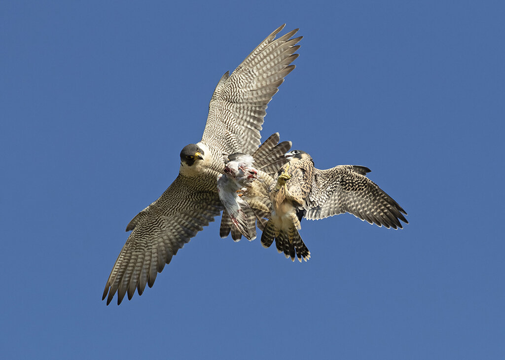 peregrine5 (2).jpg