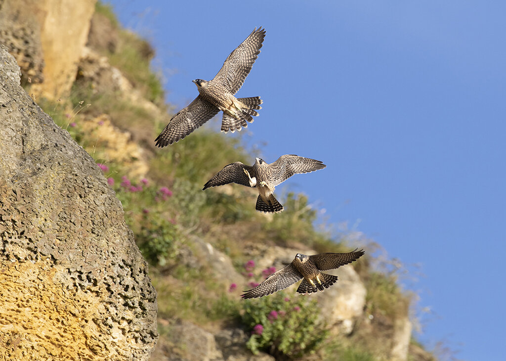 peregrines1.jpg